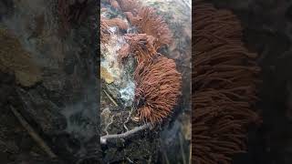 Beautiful Stemonitis splendens slime molds organisms [upl. by Ennasirk]