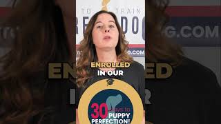 Puppy Wont Stop Barking in Apartment onlinedogtraining dog dogtraining101 [upl. by Vevine]