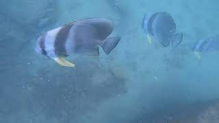 Scuba Diving at Old Cement Barge  Abu Dhabi [upl. by Lleryd118]