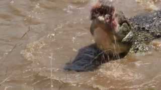 Crocodile swallows young zebras head in 1 go wait for the end Masai Mara  Kenia [upl. by Yznel]