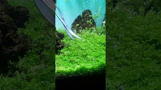 Easy Carpeting Plants In Aquarium aquarium plantedaquarium aquascape plantedtank fishtank fish [upl. by Ahsinam949]