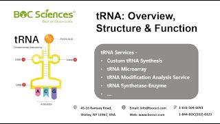 Transfer RNA tRNA  tRNA Overview Structure amp Function  mRNA Translation  Protein Synthesis [upl. by Altis541]