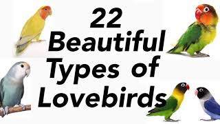 Types of Love birds  lovebirds mutation  love birds [upl. by Durrell]