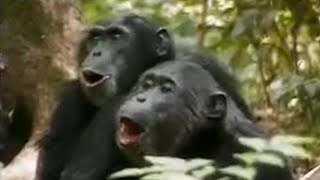 Chimps vs Red Colobus Monkeys  BBC Studios [upl. by Stewart611]