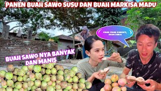 PANEN BUAH SAWO SUSU DI RUMAH KELUARGA ONLINE YANG ADA DI LOMBOK [upl. by Rosinski]