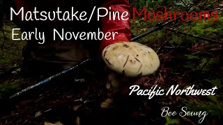 Finding Matsutake Pine Mushrooms in November  Gifford Pinchot National Forest [upl. by Alleiram]