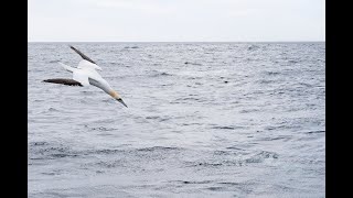 Gannet Diving The Noss Boat 4K [upl. by Roselle]