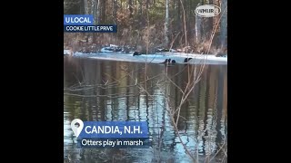 Video Otters play in New Hampshire marsh [upl. by Sharline795]