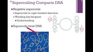 159DNA Supercoiling amp Topoisomerases [upl. by Pansie]