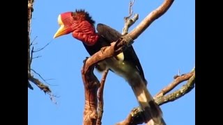 Helmeted Hornbills Are Being Hunted Into Extinction [upl. by Terryn]