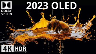 OLED DEMO 2023  4K HDR The Color Dolby Vision [upl. by Alisun990]