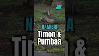 🇳🇦 Der echte Timon und Pumbaa in Namibia [upl. by Lardner]