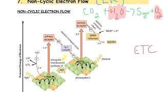 Noncyclic Electron Flow [upl. by Ellene]