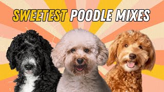 21 Sweetest Poodle Mixes Youll Absolutely Love [upl. by Atiuqcir]