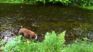 Walking By the Goit at White Coppice Anglezarke [upl. by Nathanson157]