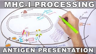 MHCI Processing  Antigen Processing and Presentation [upl. by Anayrb]