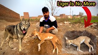 Liger is no more 😭 Achanak He Hamain Chour Gaya  Punjabi Shok Vlogs [upl. by Newlin]