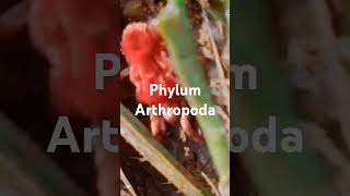 PHYLUM ARTHROPODA [upl. by Jarrell]