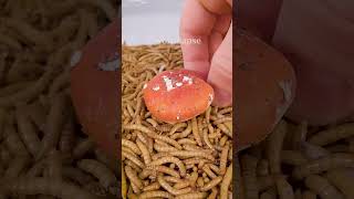 Mealworms vs POISONOUS MUSHROOM [upl. by Melbourne]