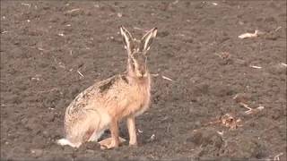 Hare Hunting  Best of [upl. by Nelloc]