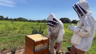 Beginner beekeeping live from The Farm [upl. by Elkraps]