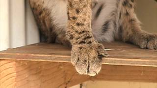 Declawing Cats [upl. by Nerrej]