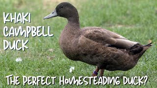 Khaki Campbell Ducks The Perfect Homesteading Duck [upl. by Pattani]