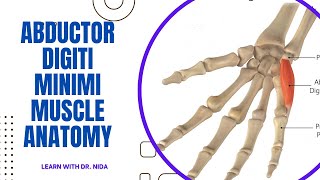 Abductor Digiti Minimi Muscle Anatomy  Anatomy Lecture Series [upl. by Gris]