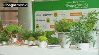 Cómo cultivar helechos en casa taller de Iñigo Segurola  Jardinatis [upl. by Pietra346]