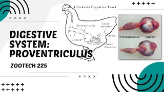 POULTRY 1  Digestive System of Chickens The Proventriculus  Module 192 Student Output [upl. by Nyleimaj]