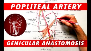 The Popliteal Artery branches amp genicular anastomosis [upl. by Talia491]