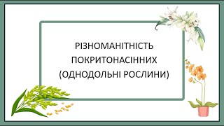 Різноманітність Покритонасінних Однодольні рослини [upl. by Lashonde]