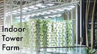 Indoor Aeroponic Tower Farm with Urban Smart Farms [upl. by Innig]