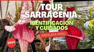 Plantas Carnívoras  Tour Sarracenia  Identificando tipos de sarracenias ArequipaPerú 2024 [upl. by Gar]