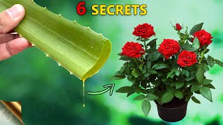 REVEALING 6 SECRETS OF ALOE VERA FOR YOUR GARDEN  USES OF ALOE VERA IN GARDENING [upl. by Arimak]