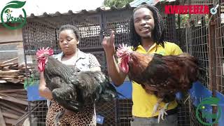 Our interview with Kwayedza Poultry farming [upl. by Aicnelev]