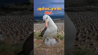 அல்பட்ராஸ் birds chick health checkup svdbdocuments [upl. by Maxie]