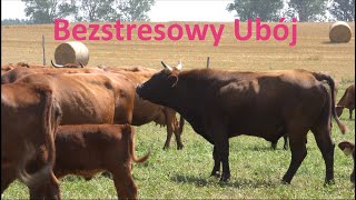 Bezstresowy Ubój bydła na Pastwisku  Bydło Polskie Czerwone [upl. by Acimahs]