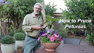 How to Prune Petunias [upl. by Ingvar]