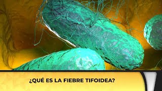 ¿Qué es la fiebre tifoidea [upl. by Afrika]