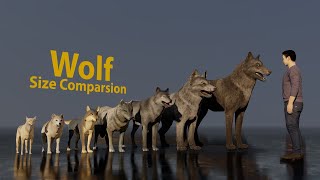 Wolf size comparsion [upl. by Annawik365]