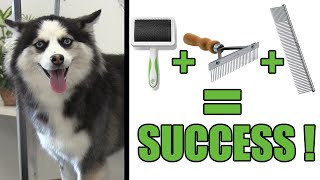 How To Deshed amp Brush Your DOG  Pro Grooming Tutorial [upl. by Hannaoj]