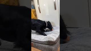 Black Cocker Spaniel Puppy Plays Around With Egg  1533850 [upl. by Prakash]