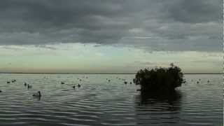 Duck hunt on the coast of Texas [upl. by Eboj693]