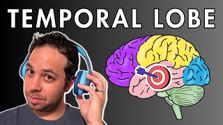 The Temporal Lobe  Location and Function [upl. by Tichonn434]