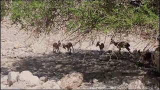 טיפול בשבר פתוח באמצעות גבס שהודפס בתלת מימד אפשר השבה של יעלה לטבע [upl. by Nickolaus]