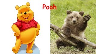 Winnie The Pooh in Real Life [upl. by Imehon]