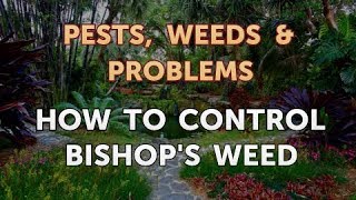 How to Control Bishops Weed [upl. by Nired]