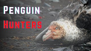 Top 9 Predators That Eat Penguins the Penguin Hunters [upl. by Ahsaetal436]