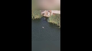 Hayes lake Merrington fishery’s Drone footage of a capture on a Castle Carp Crew social [upl. by Devlin]